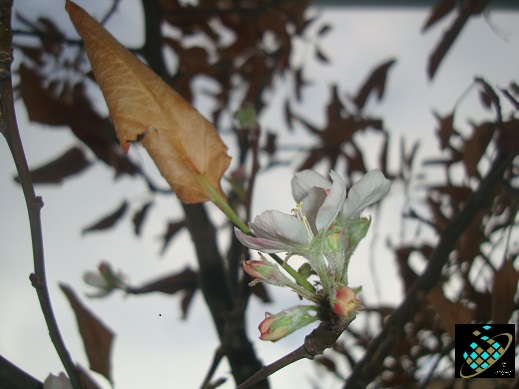 پاییز - درخت  زمستان - شکوفه -Autumn-Spring - Flowers - Tree - Mehrii Vahidi Azar -مهری وحیدی آذر